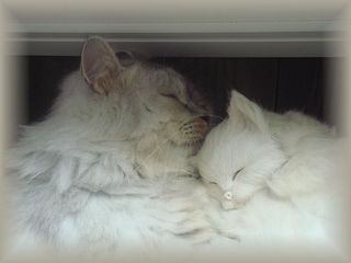 画像 468.jpg