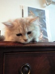 PAP_0027-thumbnail2.jpg